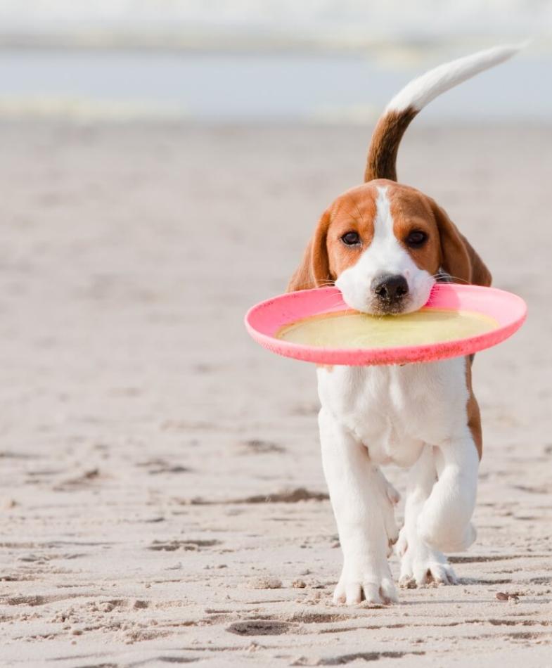 cerviasmarthotel en pet-friendly 008